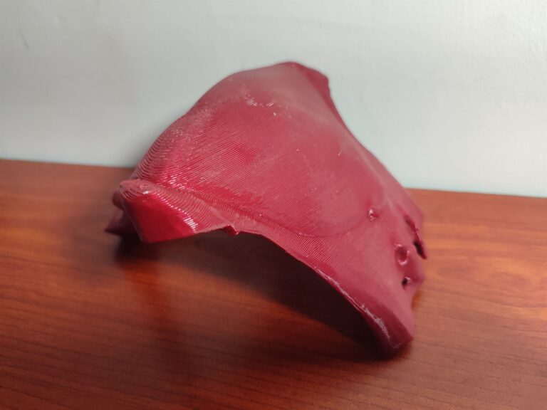 Red 3D printed female pelvis model